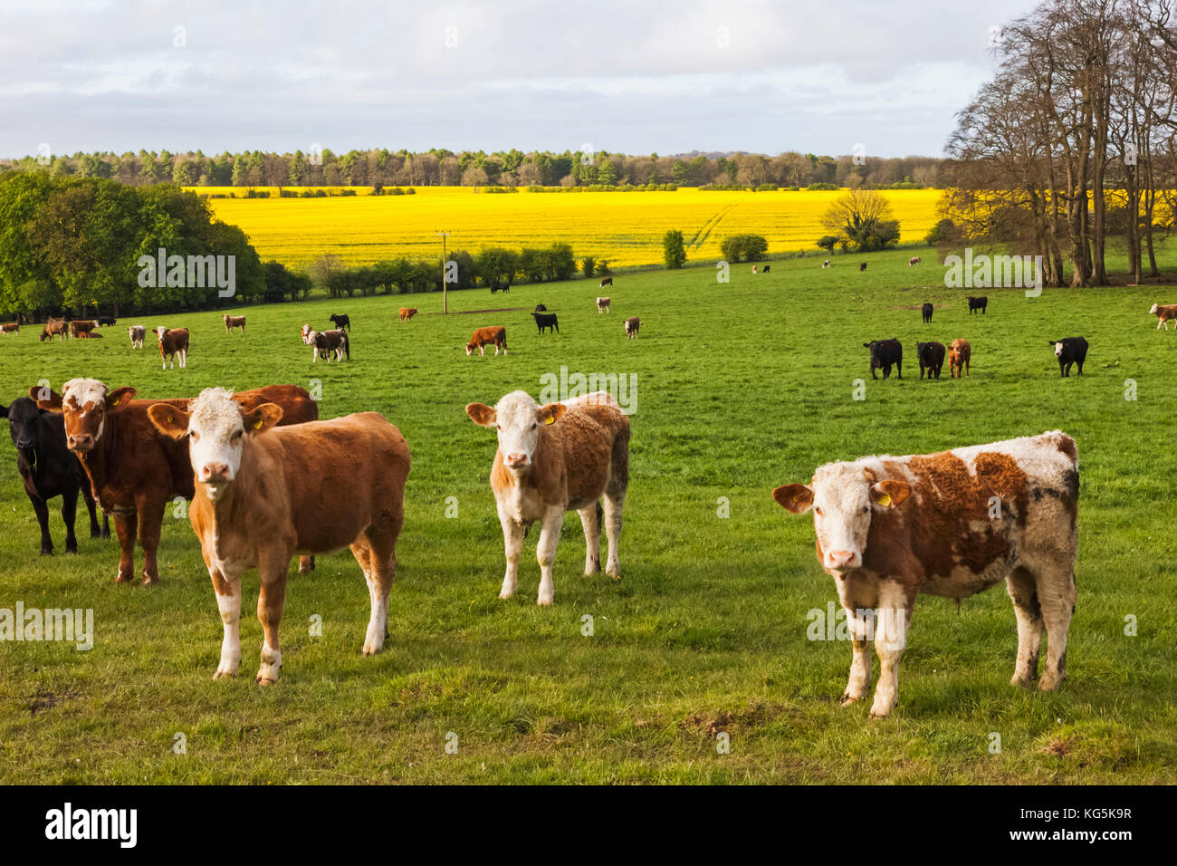 England, Cotswolds, Worcestershire, Cows in Field near Broadway Stock Photo