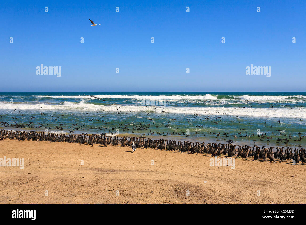 Multitude of seabirds on sand shore framed by waves of the ocean Walvis Bay Namib Desert Erongo Region Namibia Southern Africa Stock Photo
