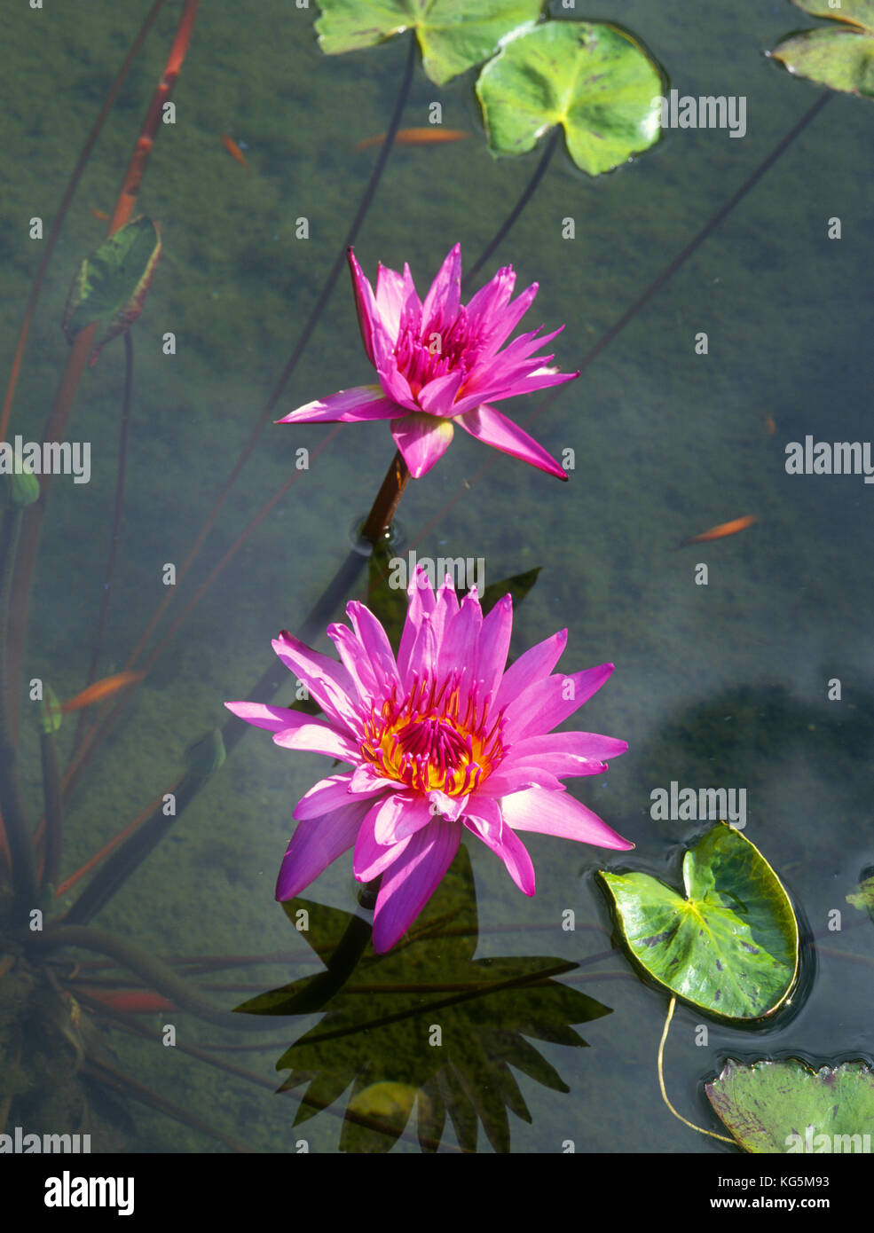 water lilies top view photoshop