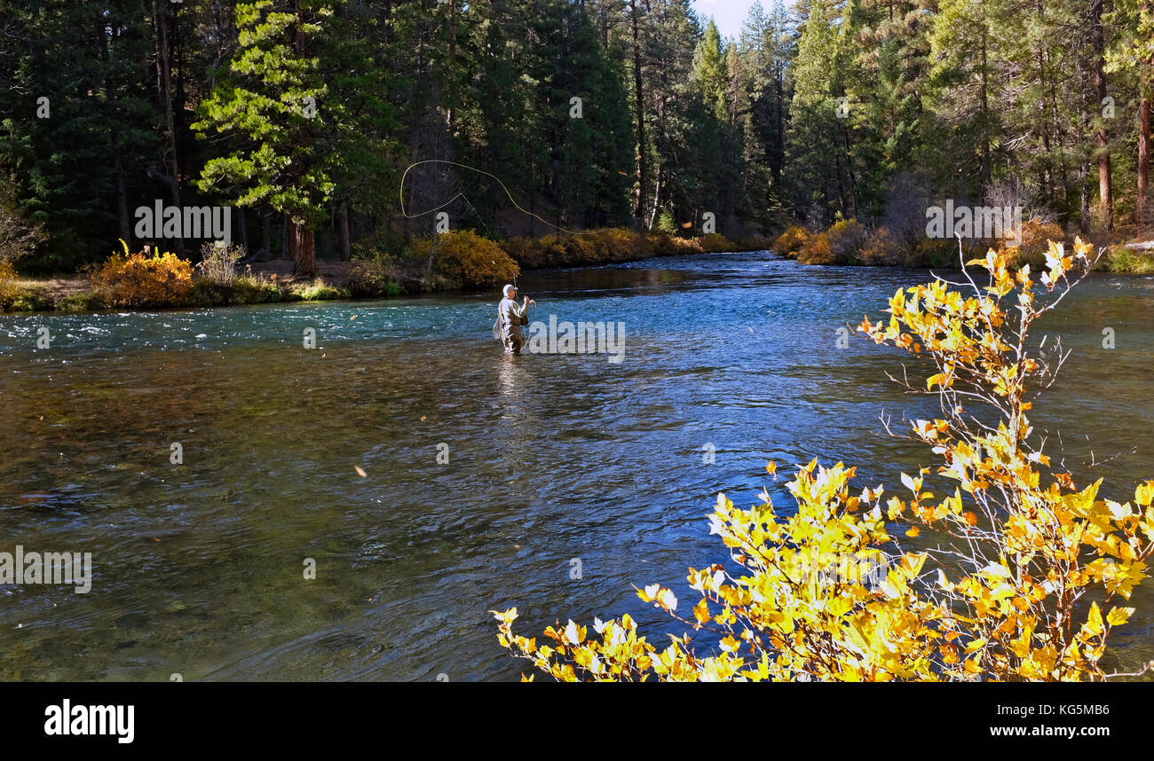 A flyfisherman casts a dry fly for rainbow trout in the Metolius River in central Oregon, in October Stock Photo