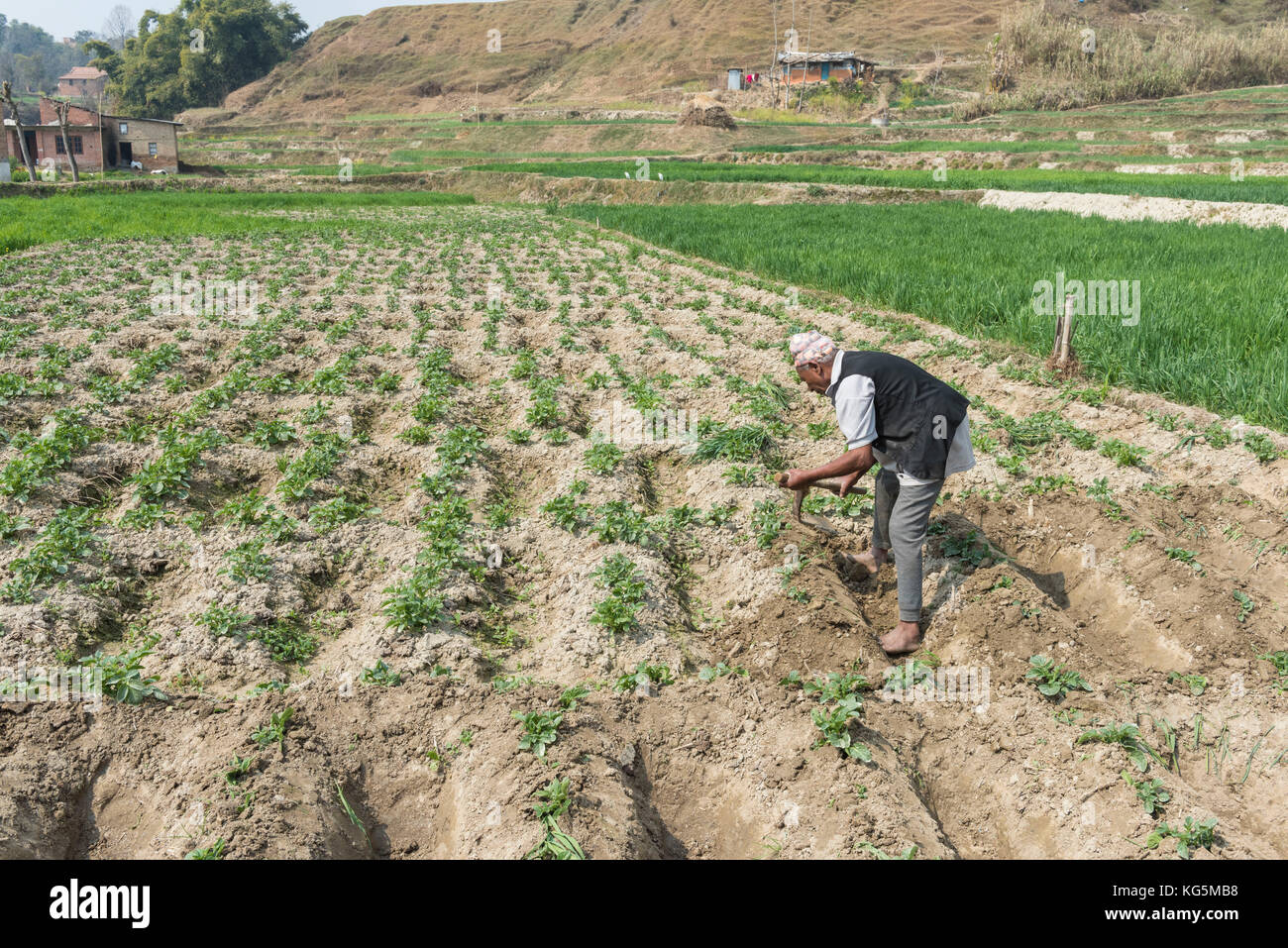Kathmandu, Bagmati area, Nepal Senior lord works the land in the valley of Kathmandu Stock Photo