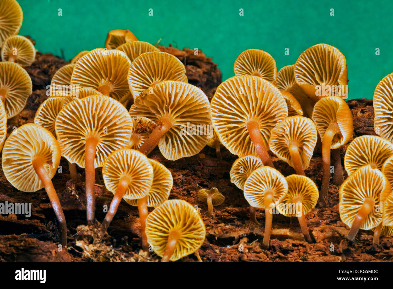 Mycena mushrooms, mycena haematopus, growing in an old growth forest in the Cascade Mountains of the Pacific Northwest. Each mushroom is about 1/4 of  Stock Photo
