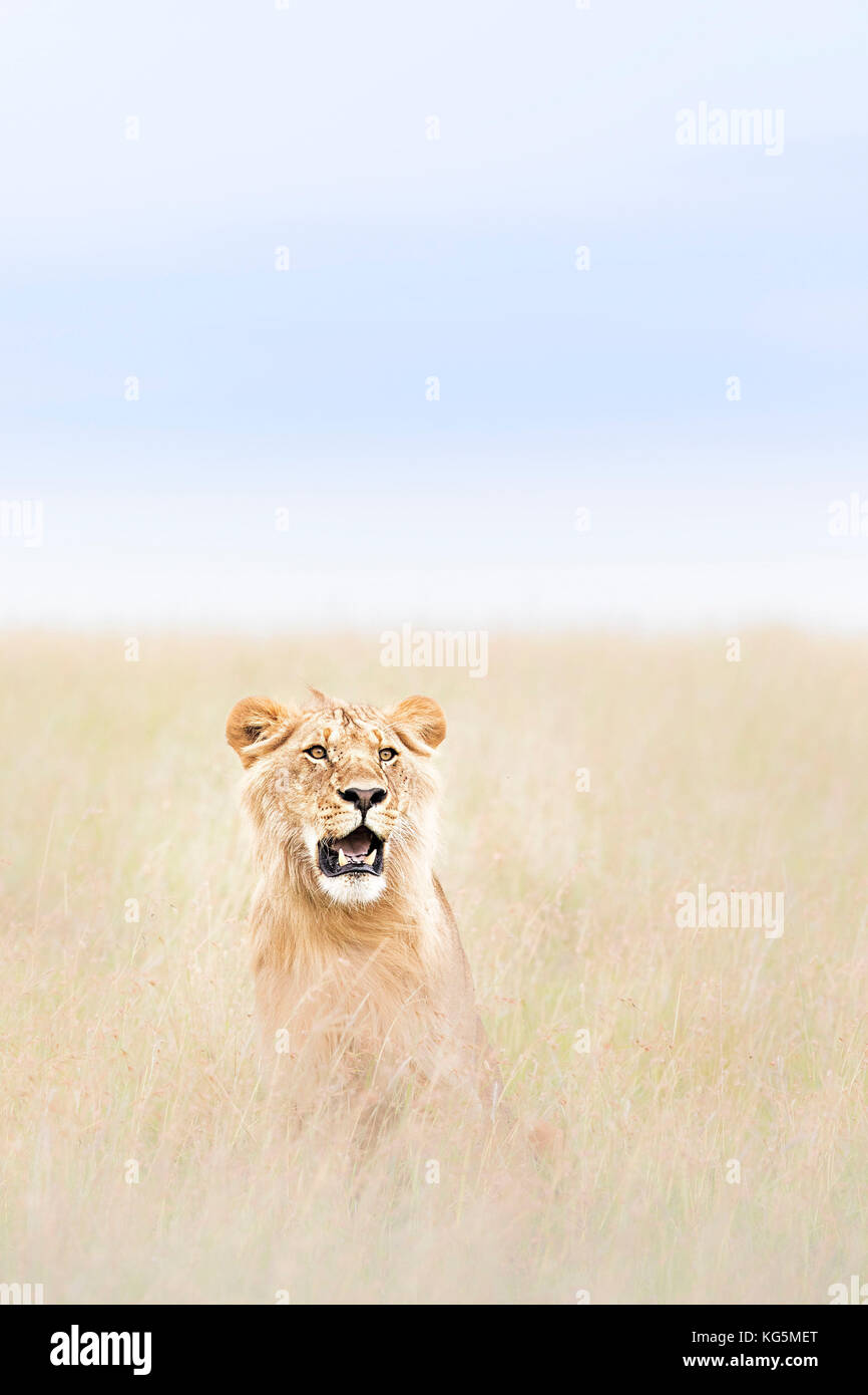 Masai lion hi-res stock photography and images - Alamy