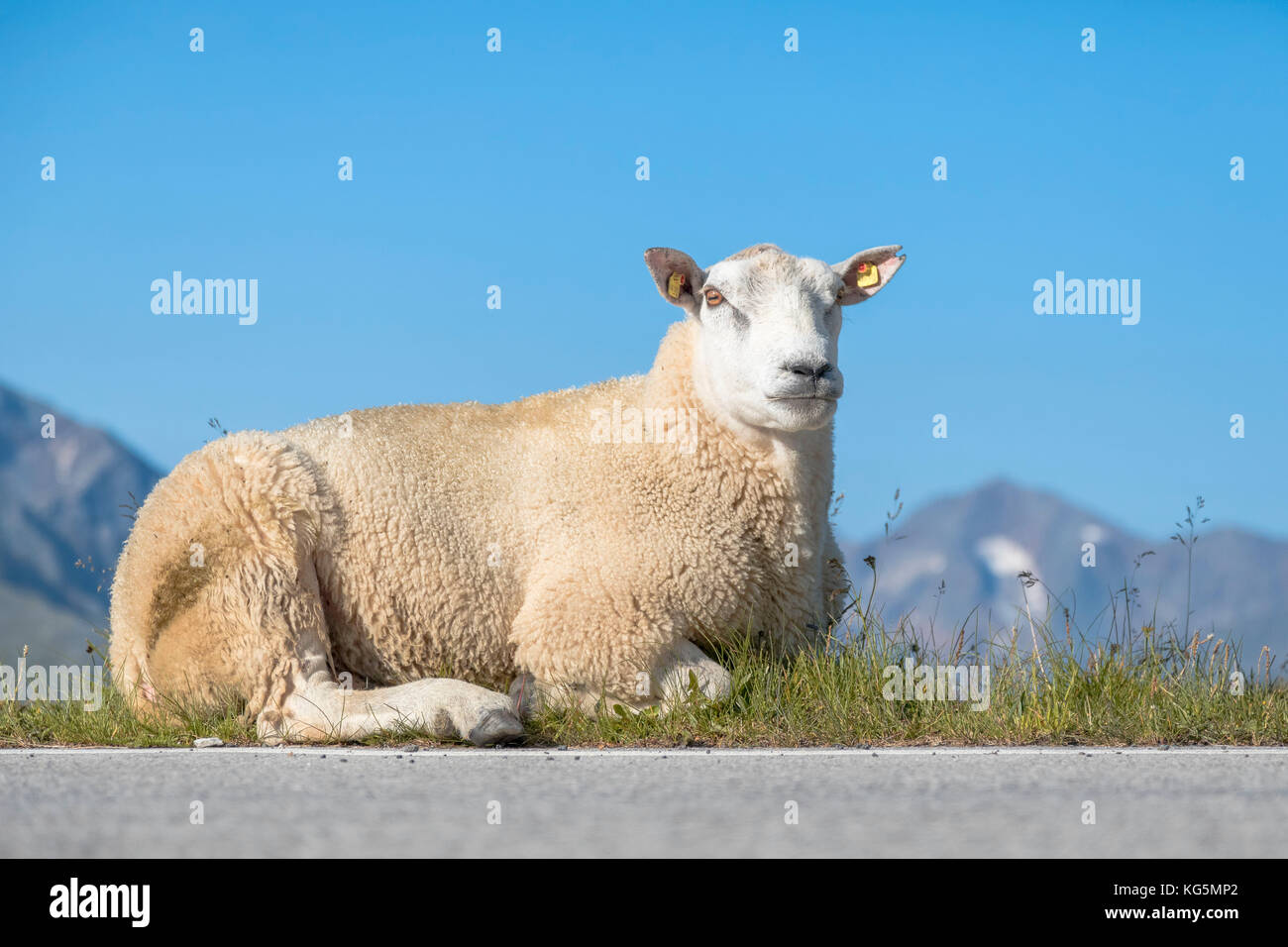 Grazing sheep along the grossglockner high alpine road, austria Stock