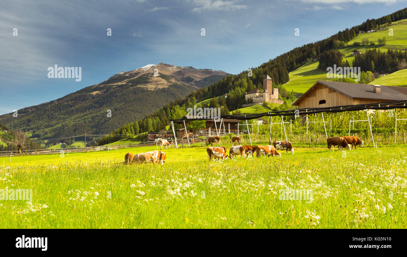 a view of Sarntal with the Castle of Burg Reinegg in the background and some cows in foreground, Bolzano province, South Tyrol, Trentino Alto Adige, Italy Stock Photo