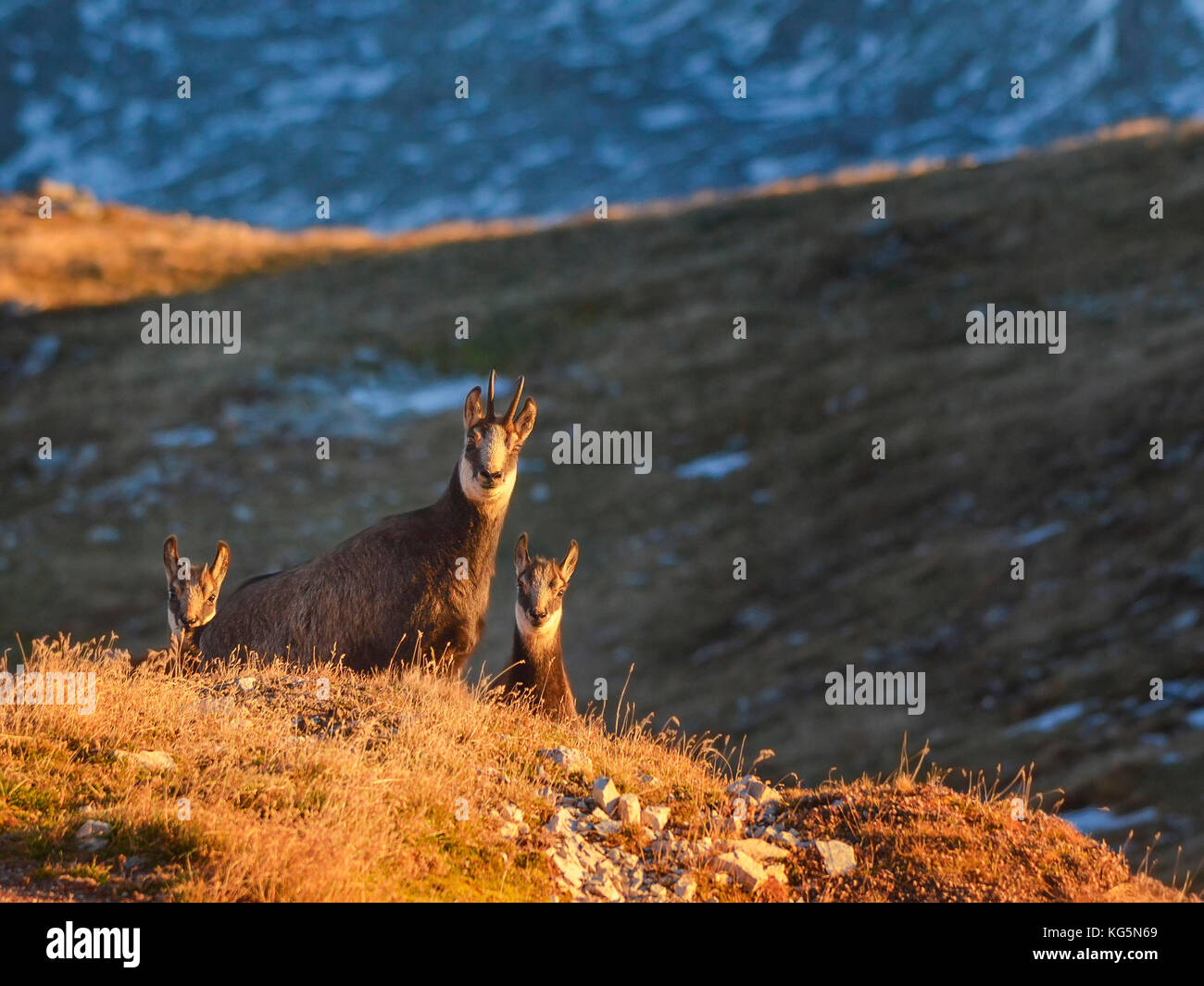 Chamois, Belluno province, Dolomites, Veneto, Italy, Europe Stock Photo
