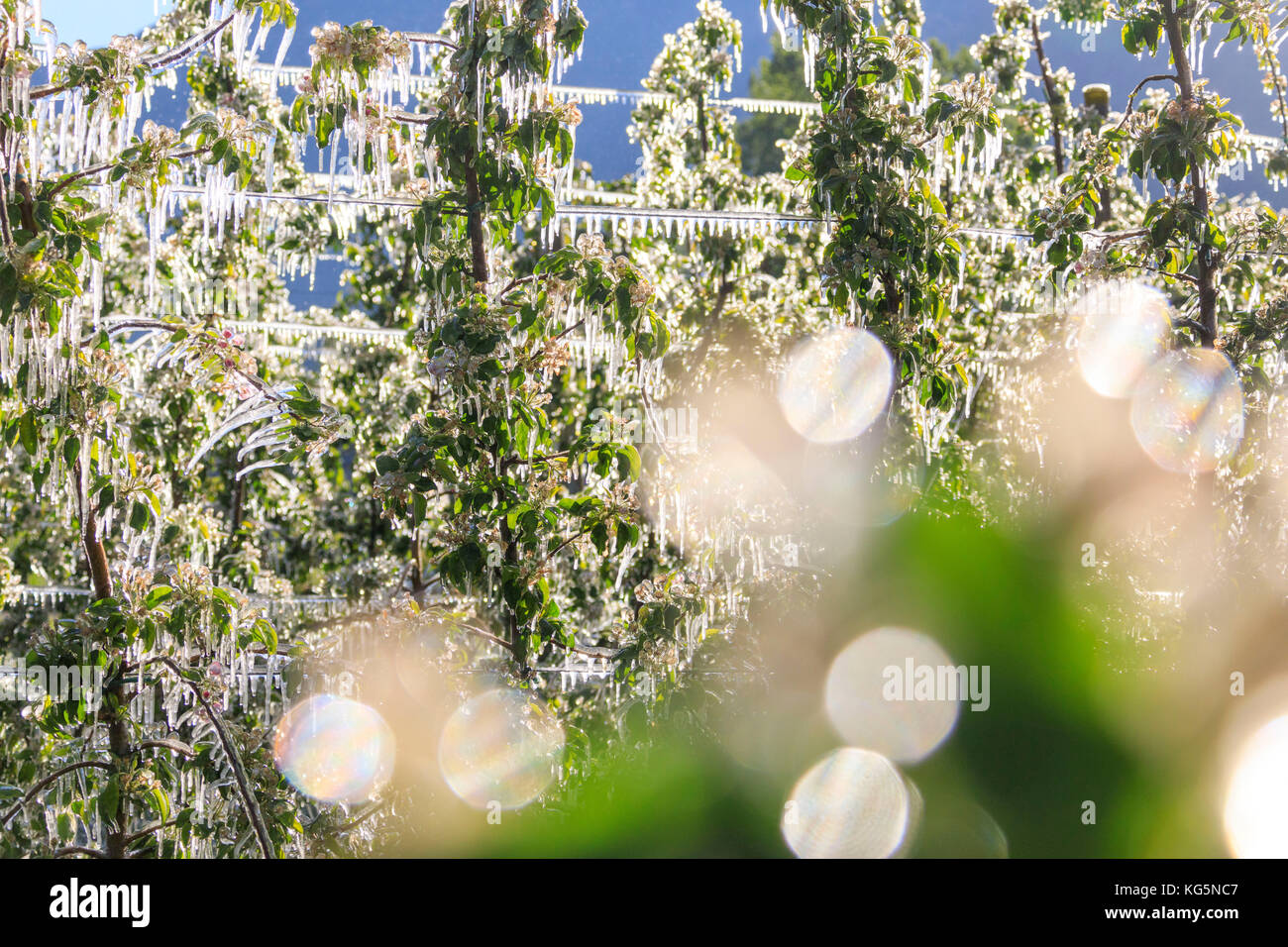 Close up of tree branches of apple orchards covered with ice Villa of Tirano Sondrio province Valtellina Lombardy Italy Europe Stock Photo