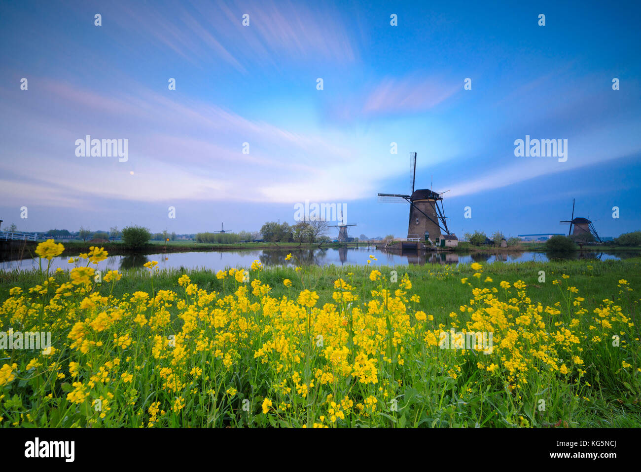 Windmills framed by yellow flowers and typical canal at dawn Kinderdijk Molenwaard South Holland The Netherlands Europe Stock Photo