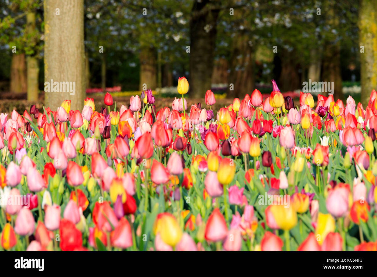 Multicolored tulips in bloom at the Keukenhof Botanical garden Lisse South Holland The Netherlands Europe Stock Photo