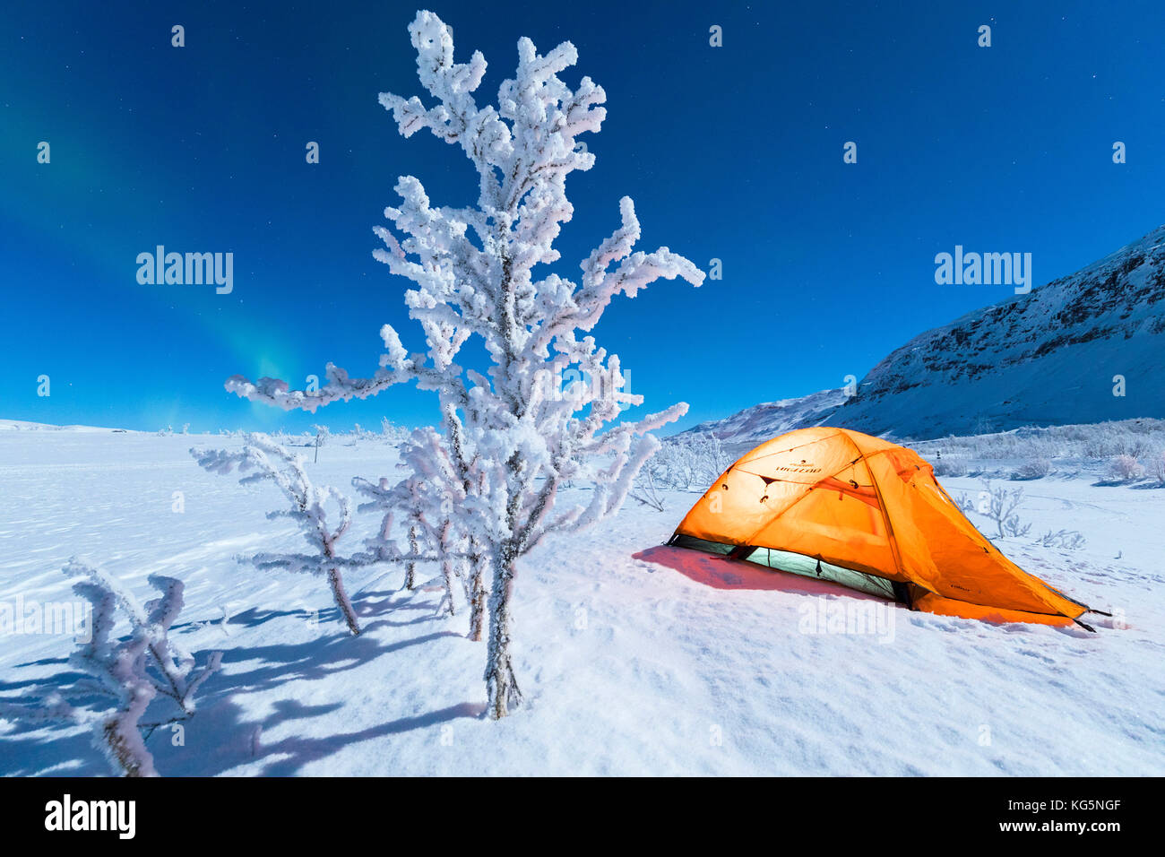 Isolated tent and frozen tree in the polar night, Abisko, Kiruna Municipality, Norrbotten County, Lapland, Sweden Stock Photo