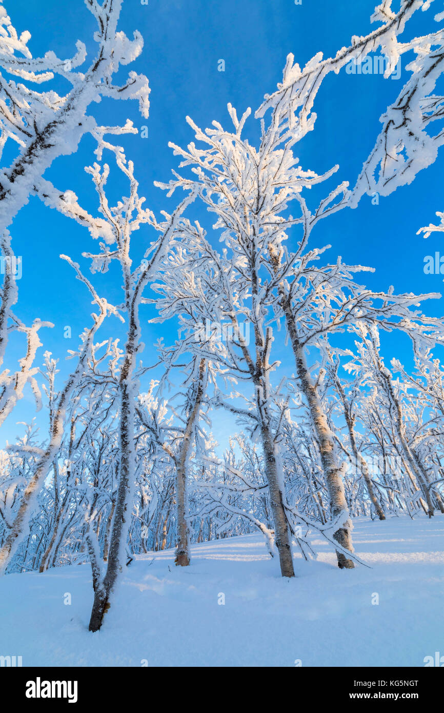 Frozen trees in the boreal forest, Abisko, Kiruna Municipality, Norrbotten County, Lapland, Sweden Stock Photo