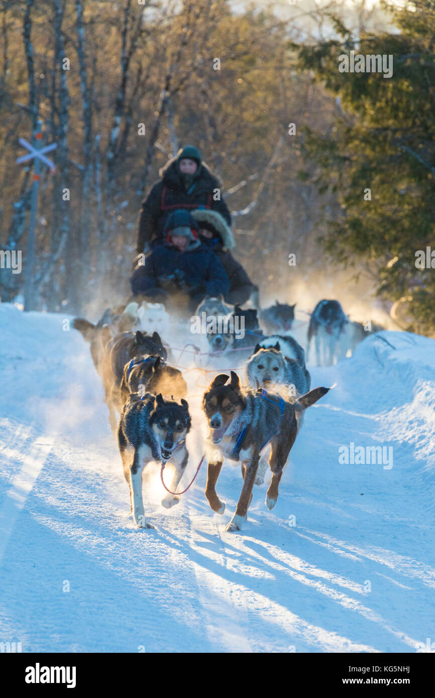 Dog sledding in the snowy landscape of Kiruna, Norrbotten County, Lapland, Sweden Stock Photo