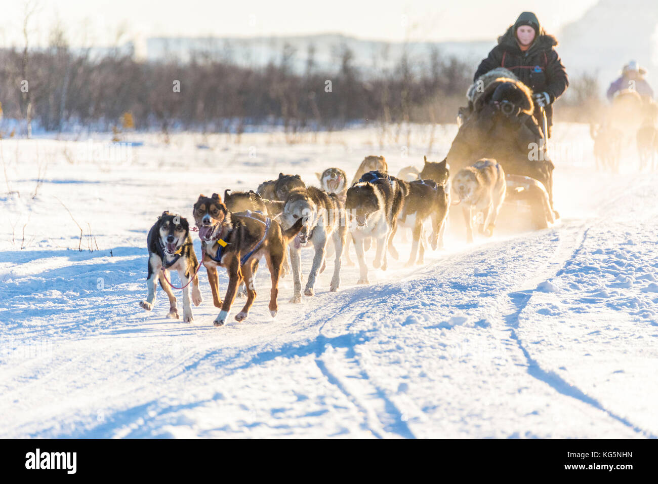 Dog sledding in the snowy landscape of Kiruna, Norrbotten County, Lapland, Sweden Stock Photo