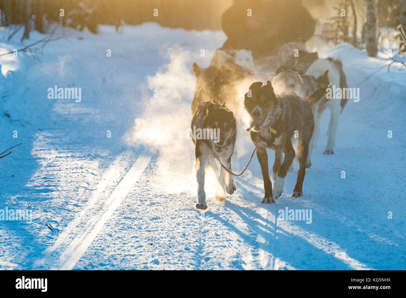 Dogs carrying the sled, Kiruna, Norrbotten County, Lapland, Sweden Stock Photo