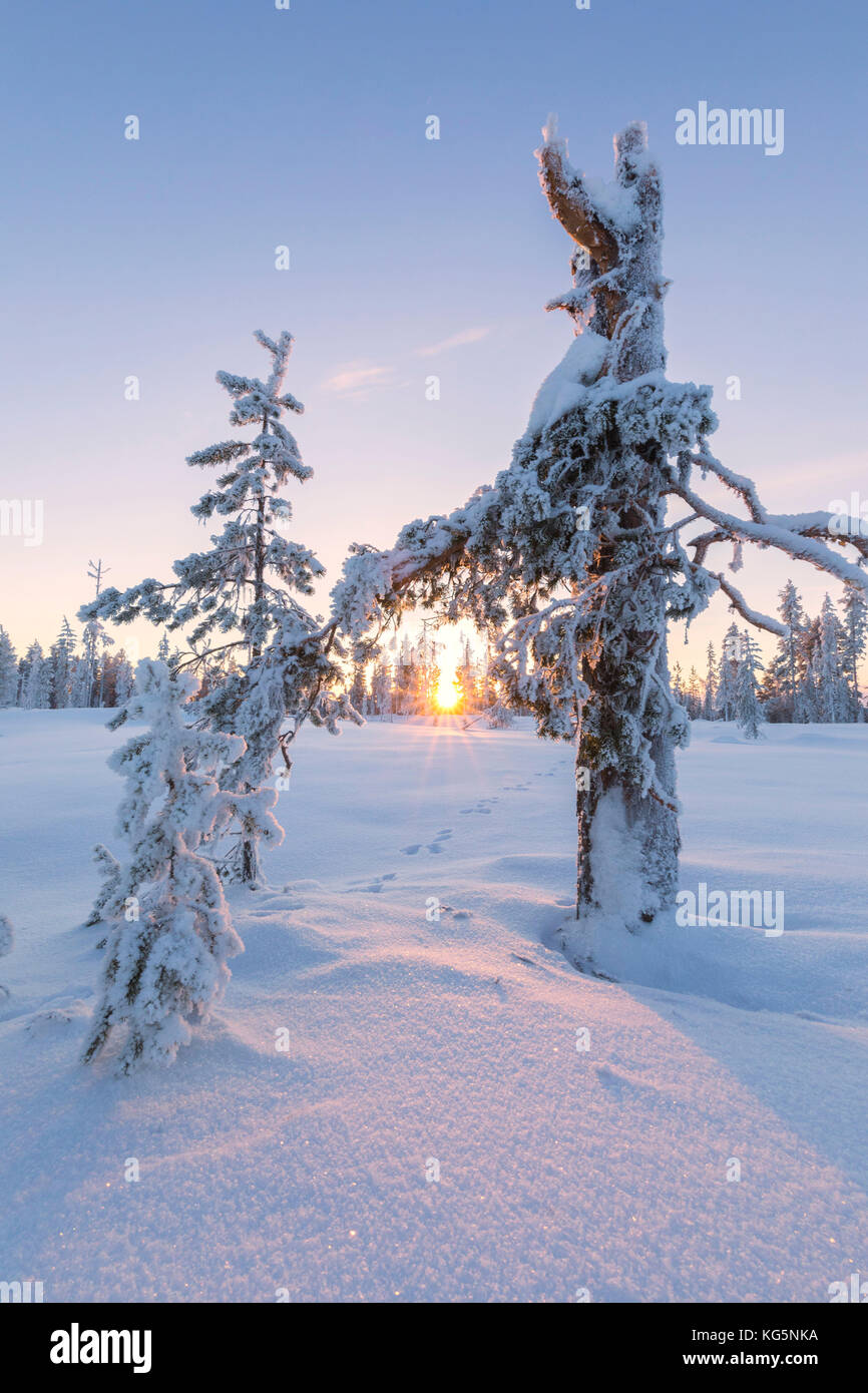 Sunset on trees covered with ice in the boreal forest (Taiga), Kiruna, Norrbotten County, Lapland, Sweden Stock Photo