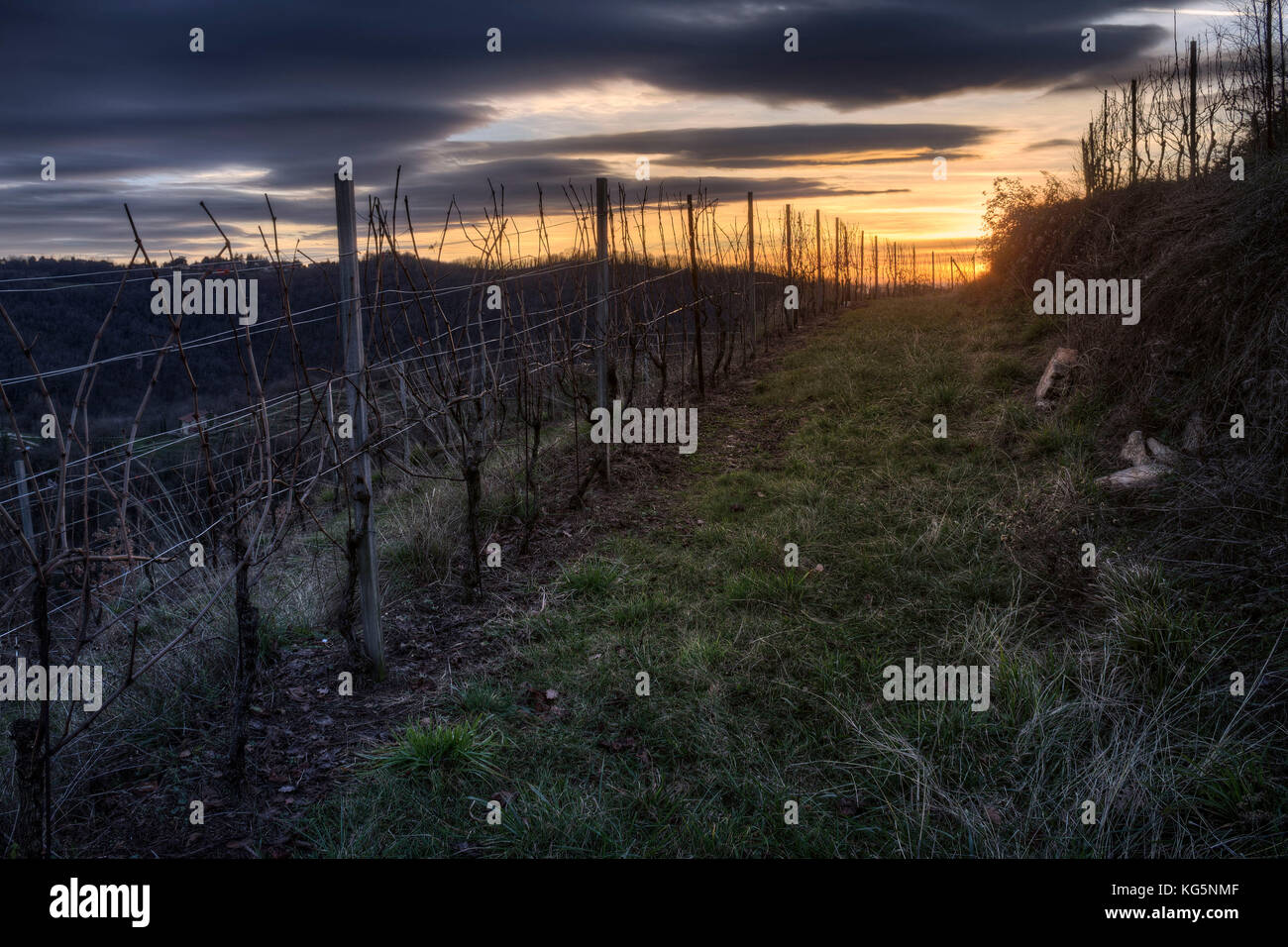 Dried vineyards, park of Montevecchia, Curone valley, La Valletta Brianza, Rovagnate, Lecco province, Brianza, Lombardy, Italy, Europe Stock Photo