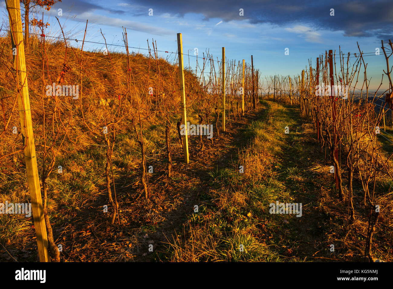 Vineyards, park of Montevecchia, Curone valley, La Valletta Brianza, Rovagnate, Lecco province, Brianza, Lombardy, Italy, Europe Stock Photo