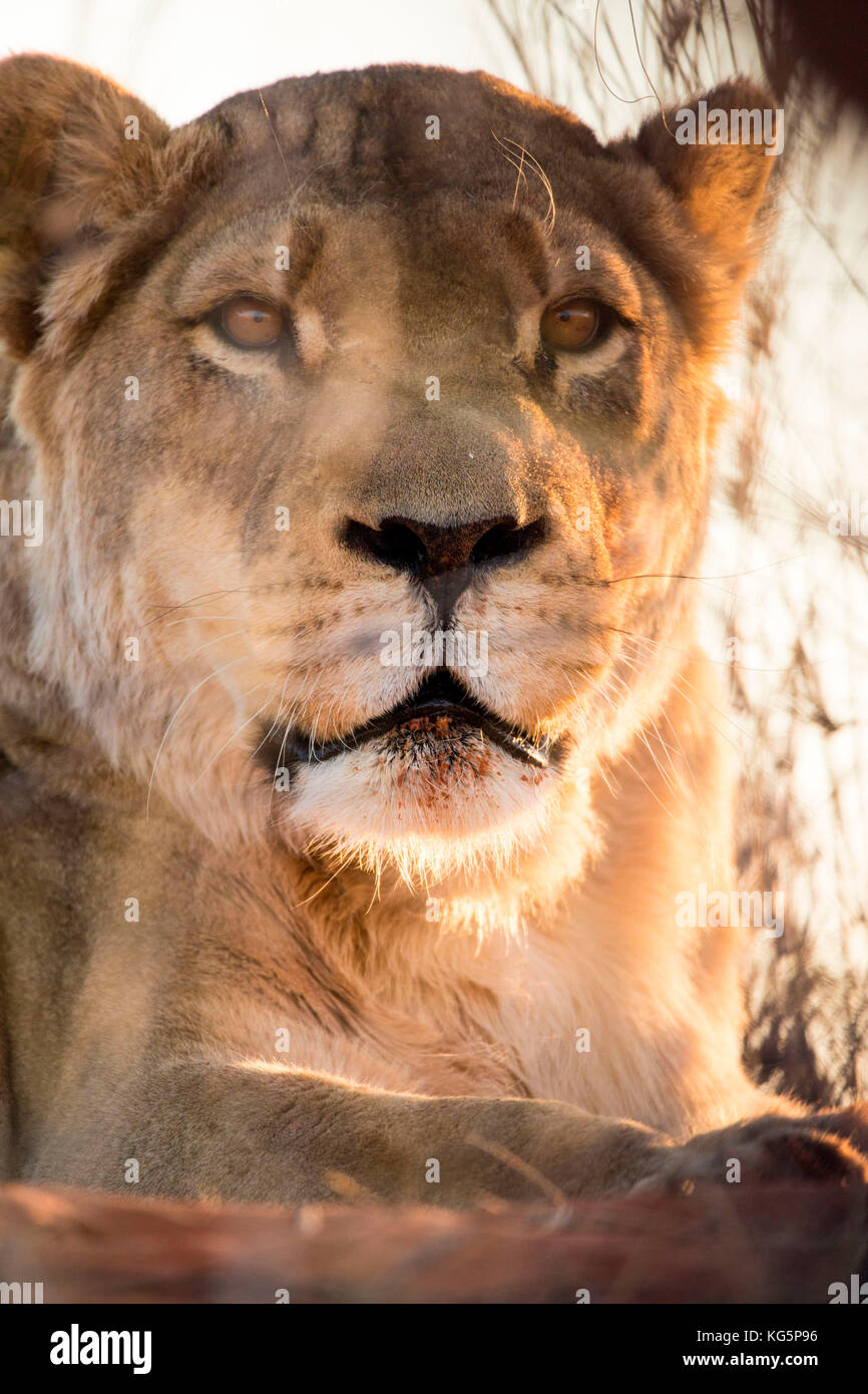 Wild lioness portrait, Kalahari desert, Namibia, Africa Stock Photo