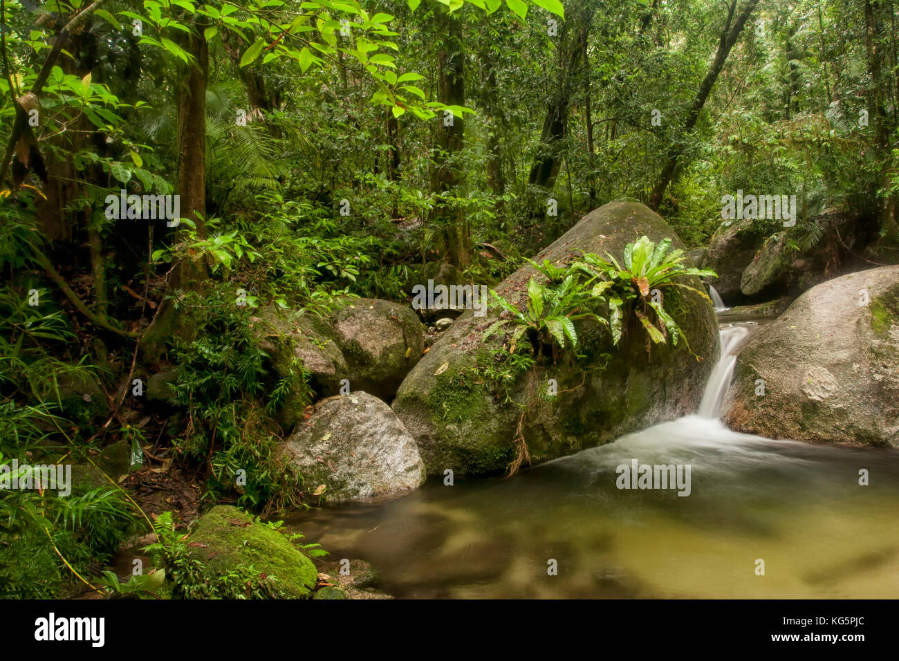 ferns on rock in woodland river, Daintree, Cairns, Australia Stock Photo