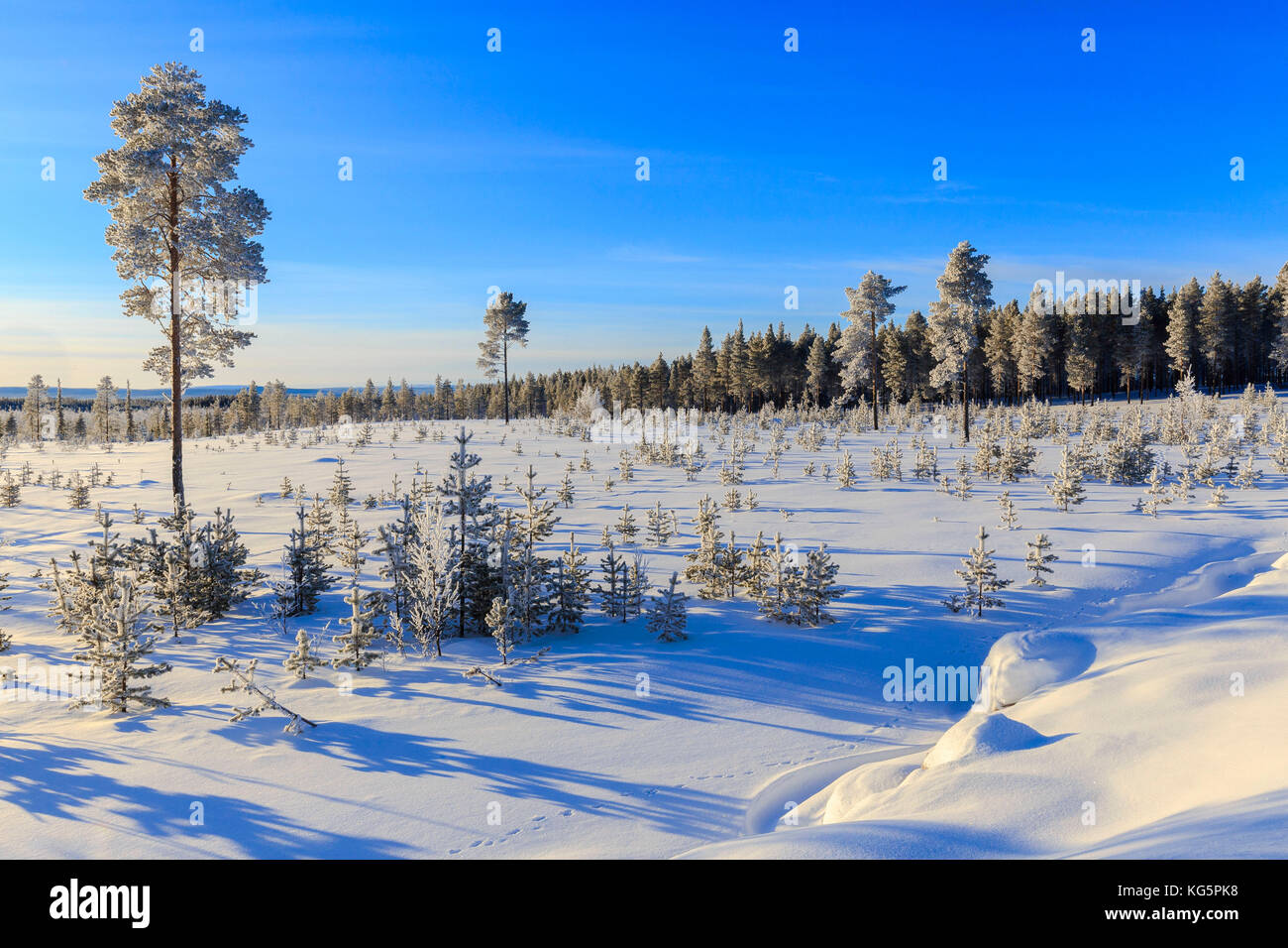 Vegetation covered with snow during the winter of Lapland. Vittangi ...