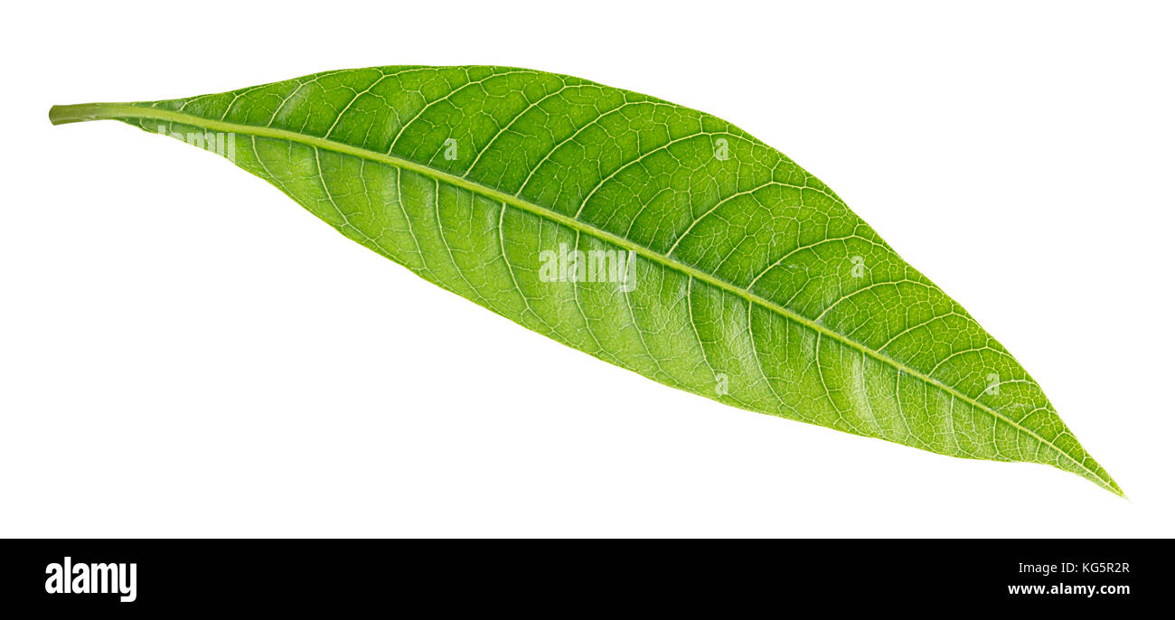 Mango leaf isolated on white background. Clipping Path Stock Photo Alamy