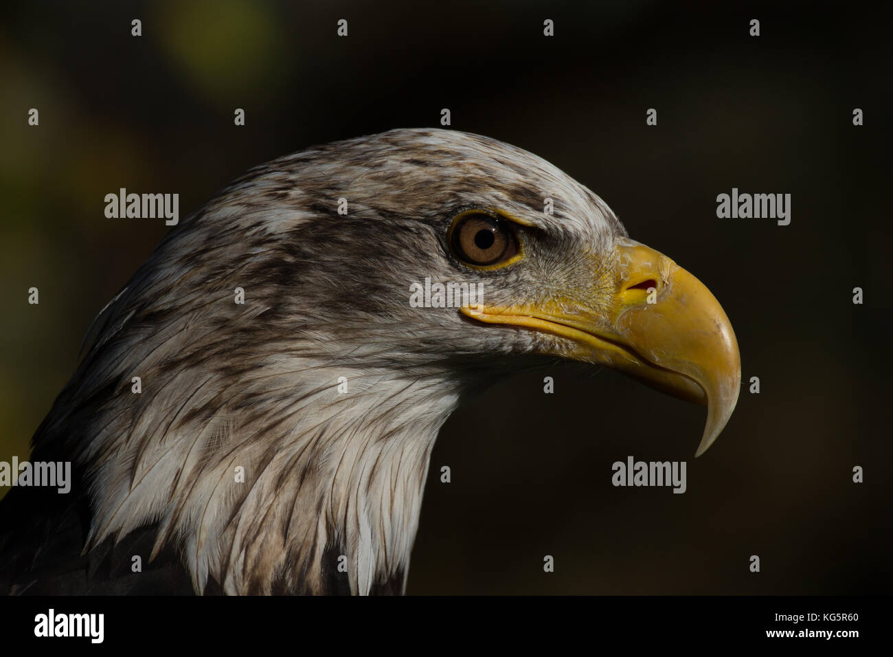 Bald Eagle. Haliaeetus leucocephalus. Closeup of young adult. Captive. UK Stock Photo