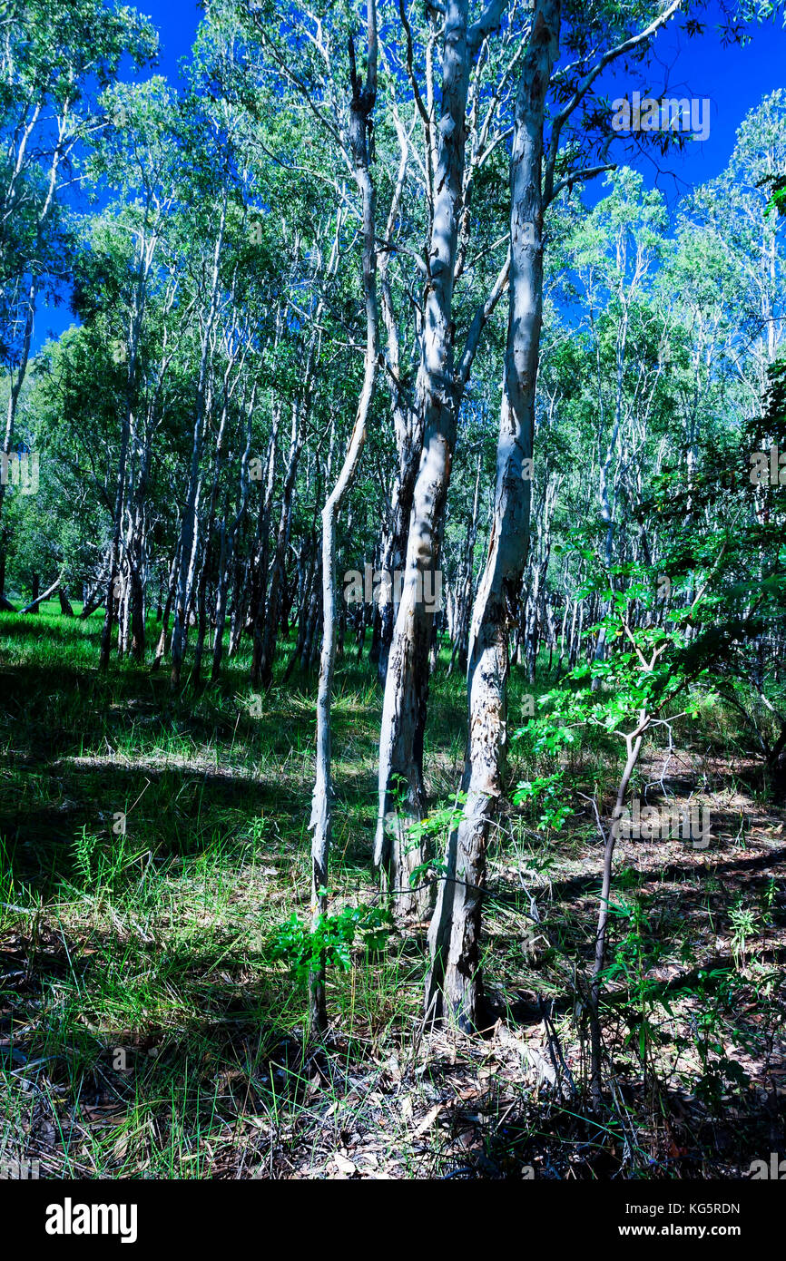 Saplings and blue sky, Australia Stock Photo Alamy