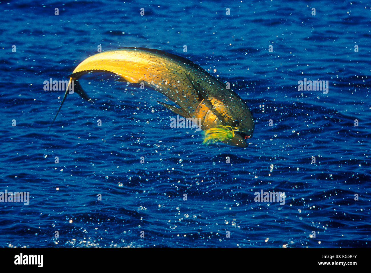 Mahi fish Jumping, Florida Keys Stock Photo Alamy