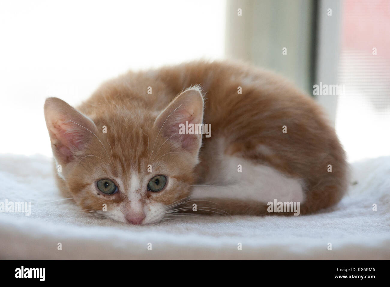 Foster kitten recovering from eye infection curled up. Stock Photo