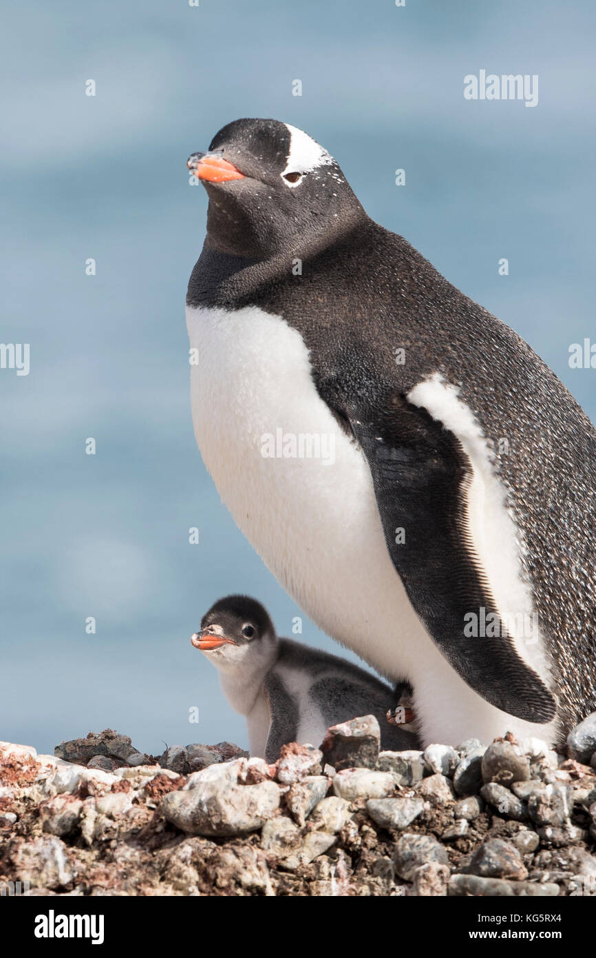 Gentoo Penguin and Chick on nest, portrait, Yankee Harbor, Antarctica Stock Photo