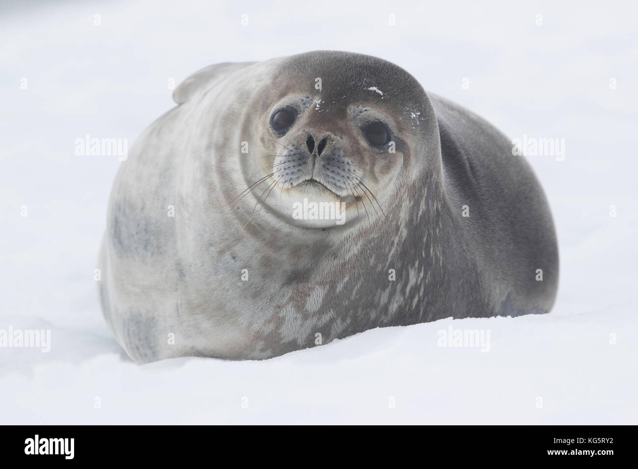 Close up of Weddell Seal on ice, Damoy Point, Antarctica. Stock Photo