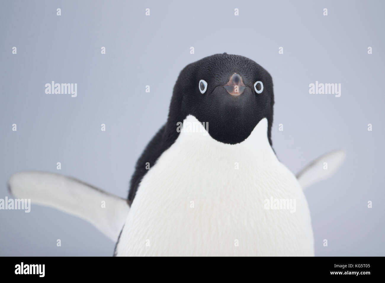 Close up of Adelie Penguin, Antarctica Stock Photo