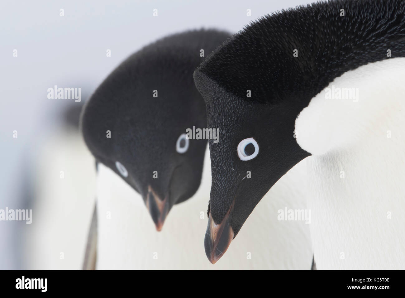 Close up of Adélie Penguins, Antarctica. Stock Photo