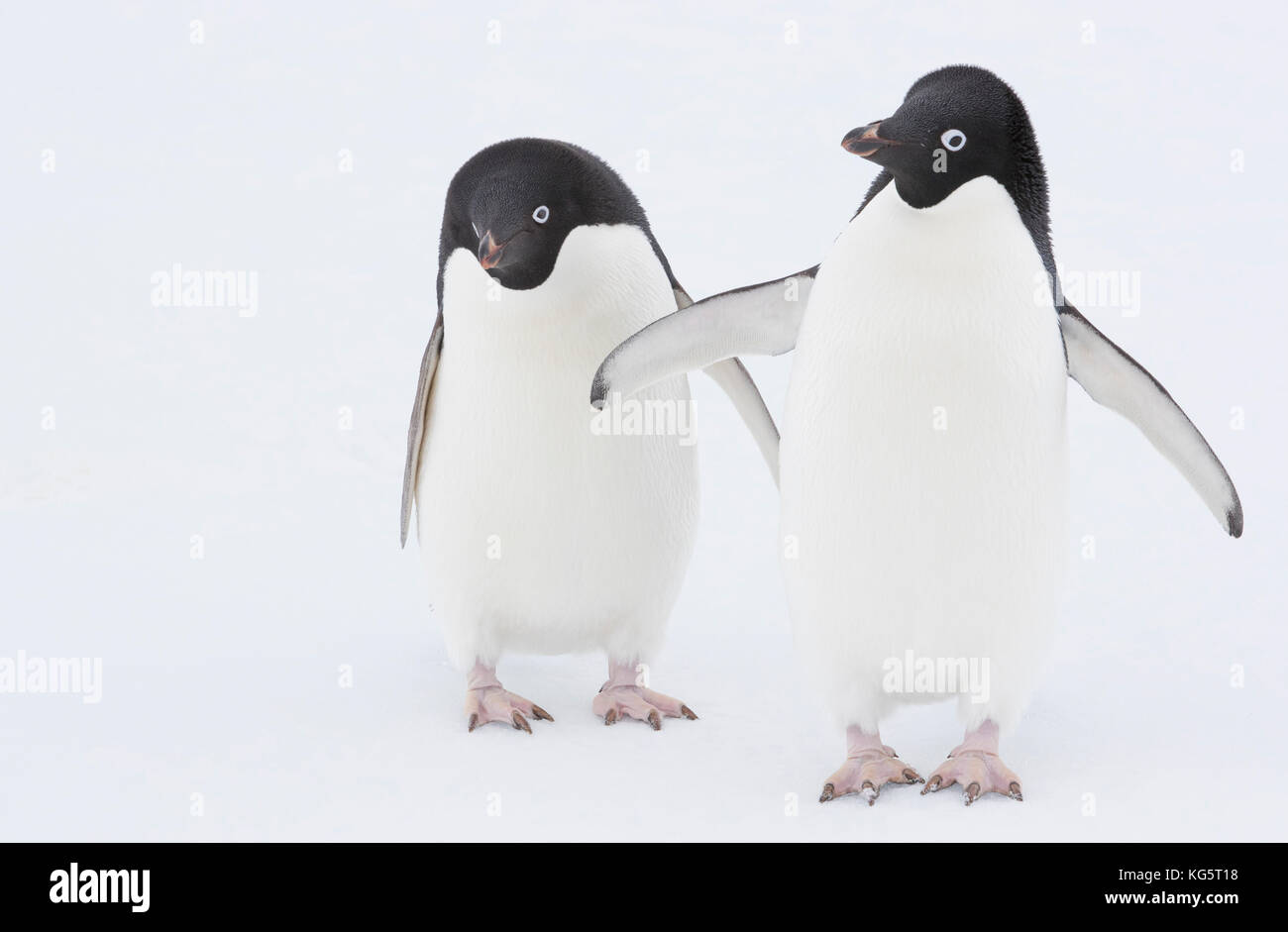 Adélie Penguins on ice, Antarctica. Stock Photo