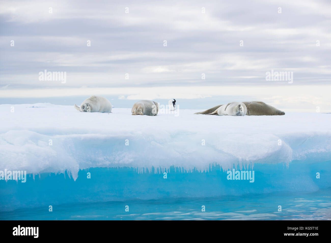 Crabeater seals and a penguin resting on an ice floe, Antarctica. Stock Photo