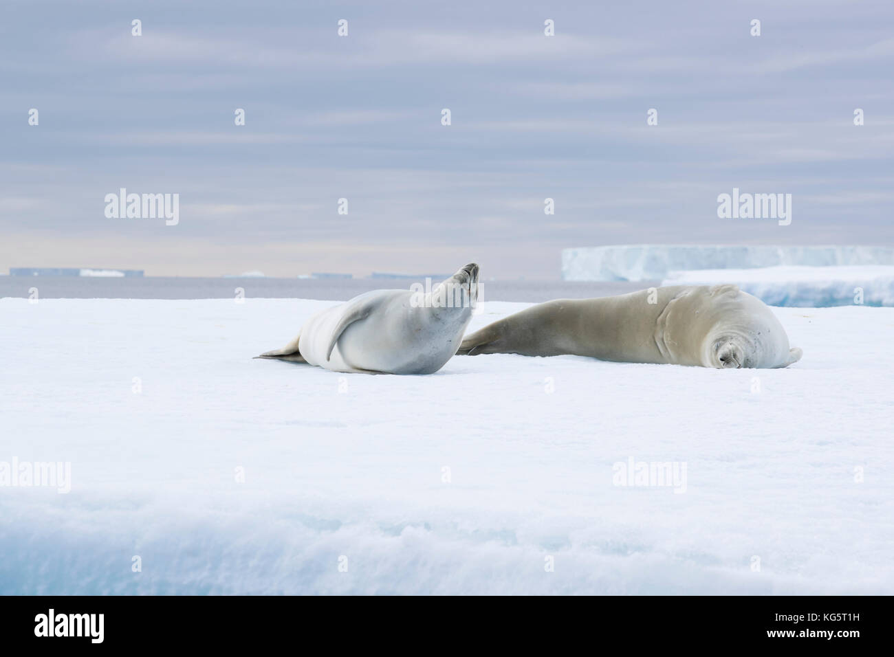 Crab eater Seals on an iceberg, Antarctica Stock Photo