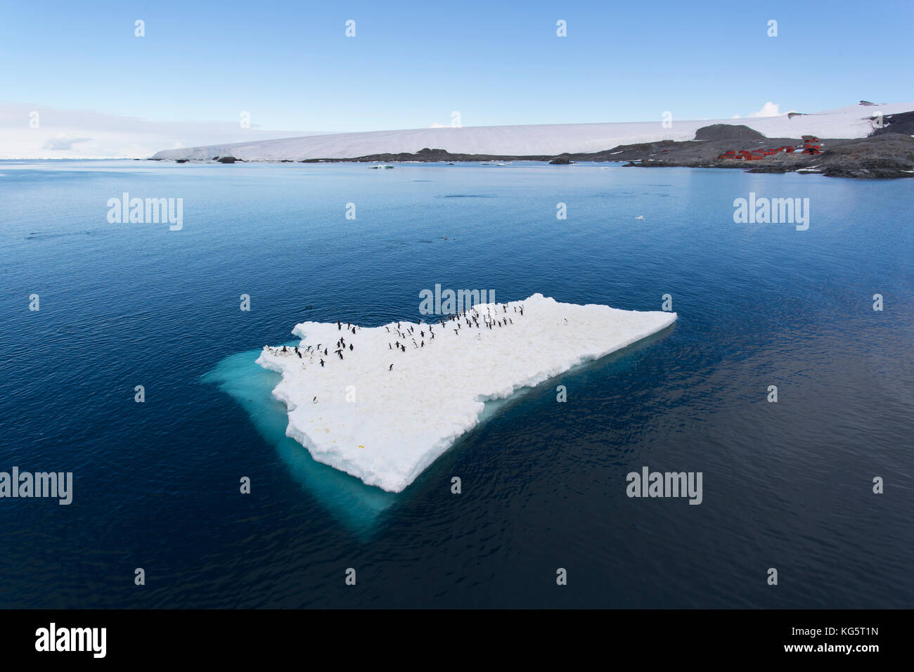 Adelie Penguins on ice floe, Antarctica Stock Photo