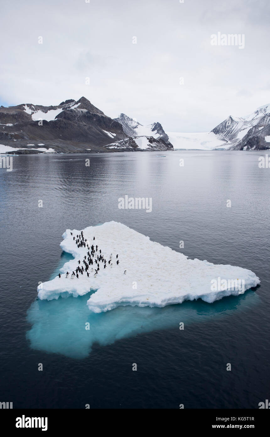 Adelie Penguins on ice floe, Antarctica Stock Photo