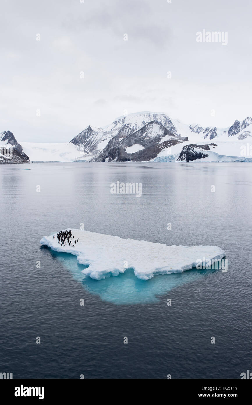 Adelie Penguins on ice floe, Antarctica Stock Photo