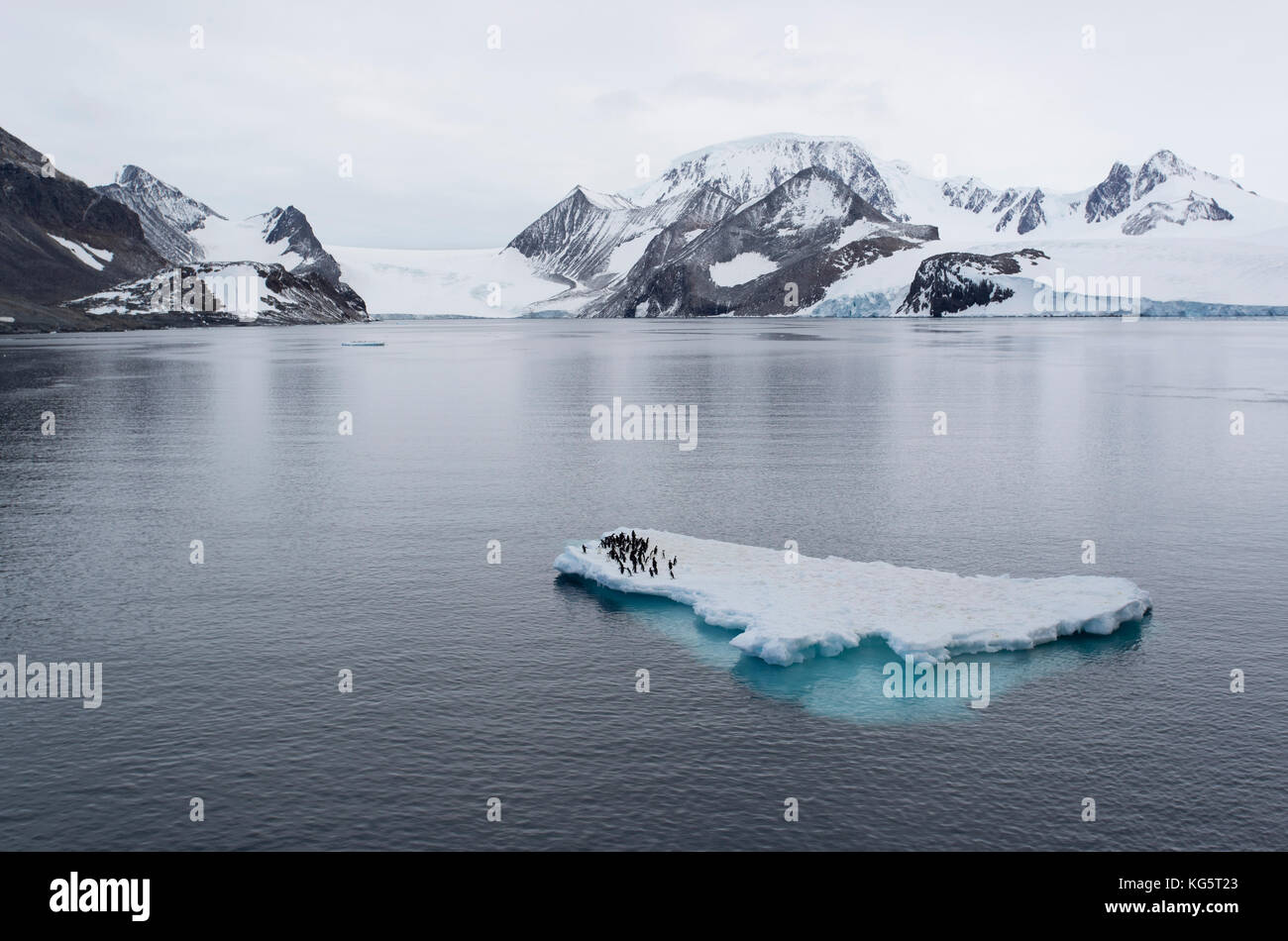 Adelie Penguins on ice floe, Antarctica Stock Photo