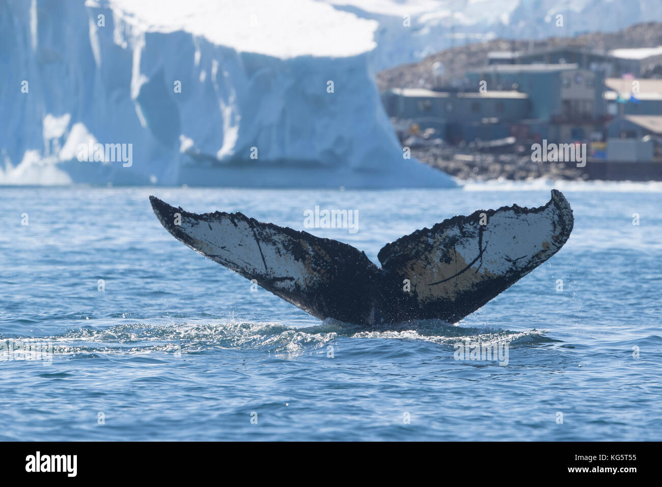 Whale tail and iceberg with Palmer Station in background, Antarctica Stock Photo