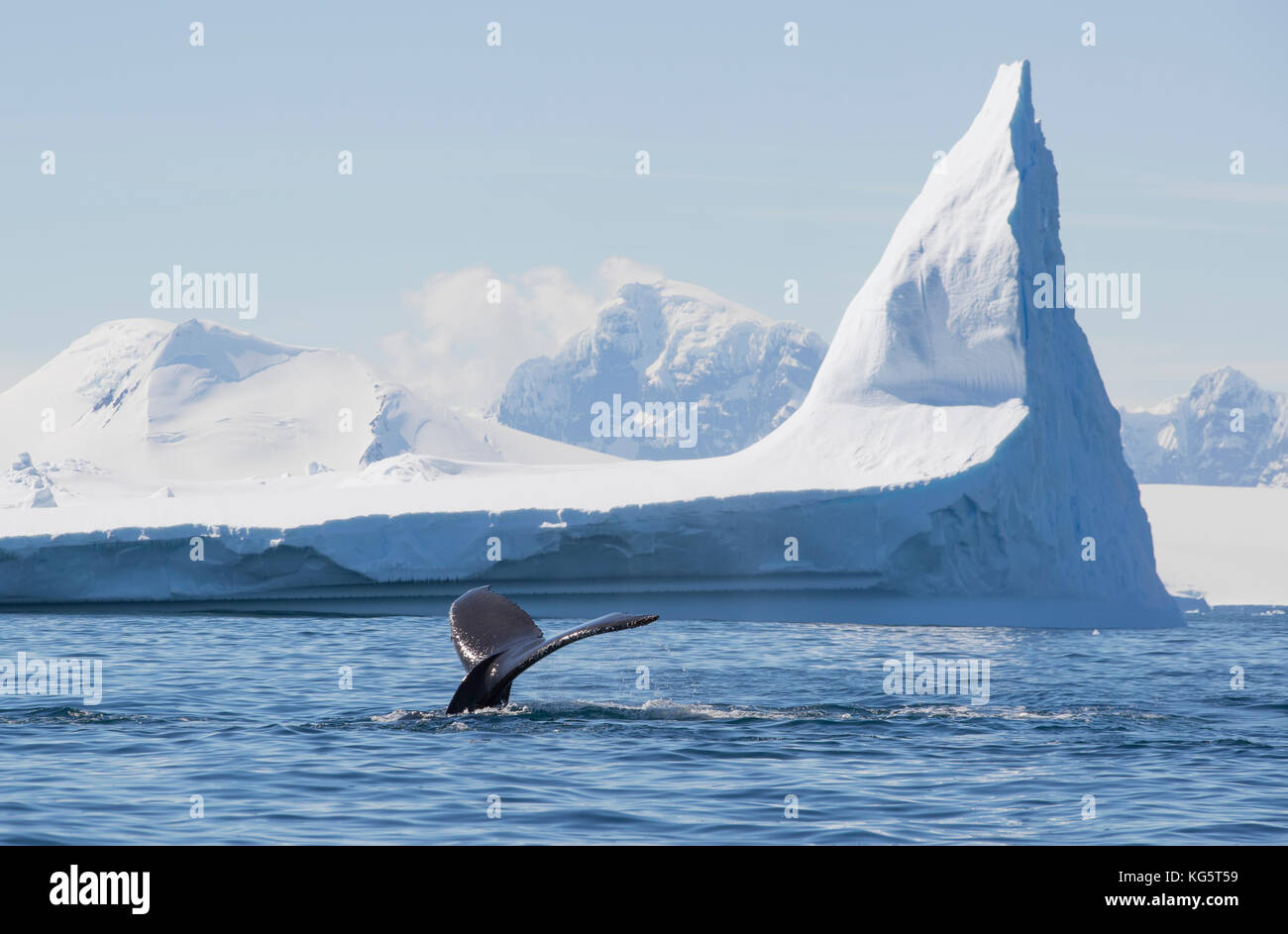 Whale tail and iceberg, Antarctica Stock Photo