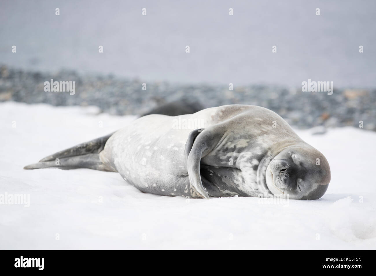 Weddel Seal, Sleeping on a beach, Antarctic Peninsular Stock Photo