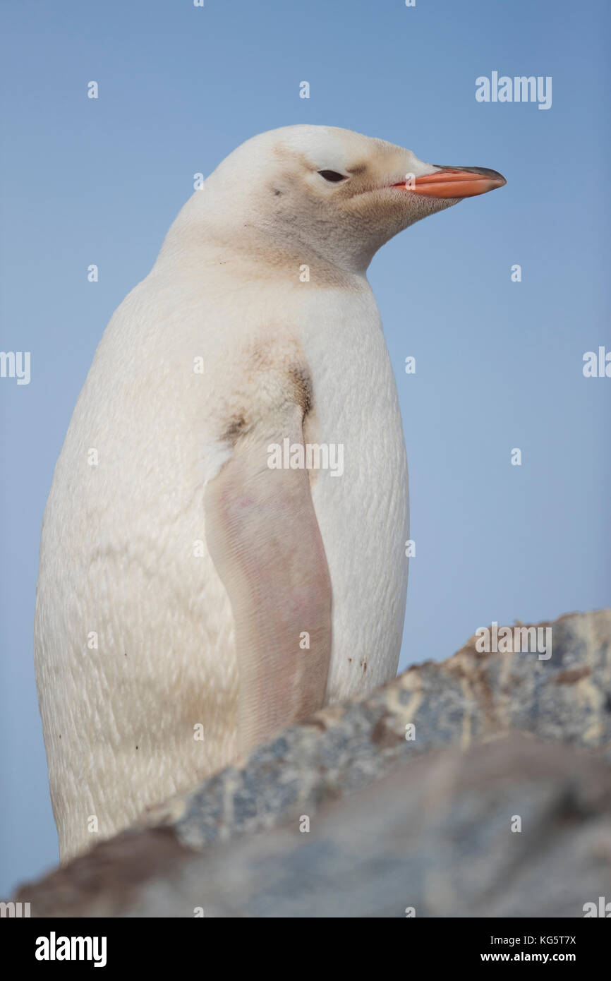 Gentoo Penguin with Leucism, Antarctic Peninsular Stock Photo