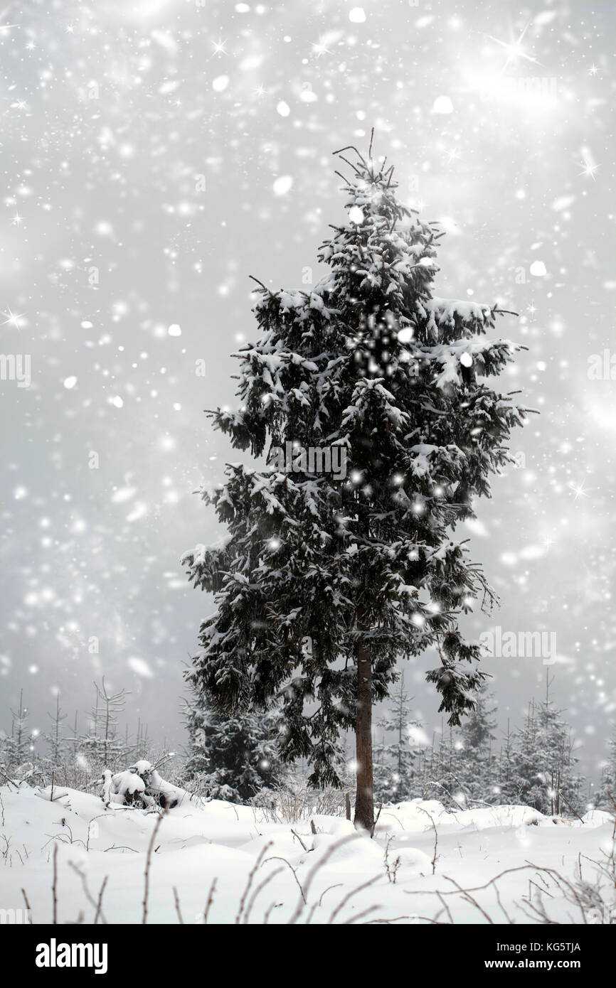 Snow covered pine trees in the forest Stock Photo - Alamy