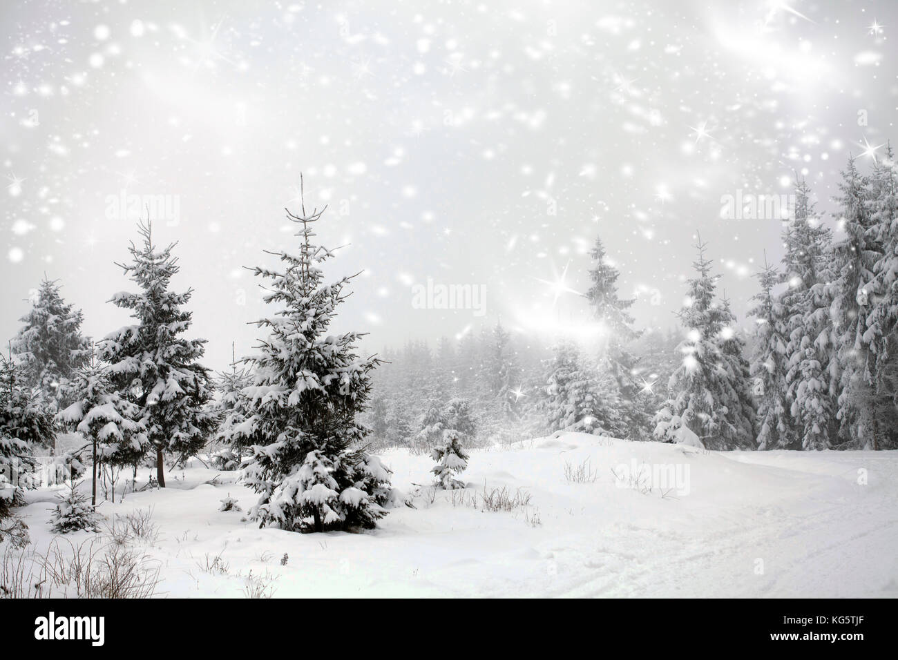 Snow covered pine trees in the forest Stock Photo - Alamy