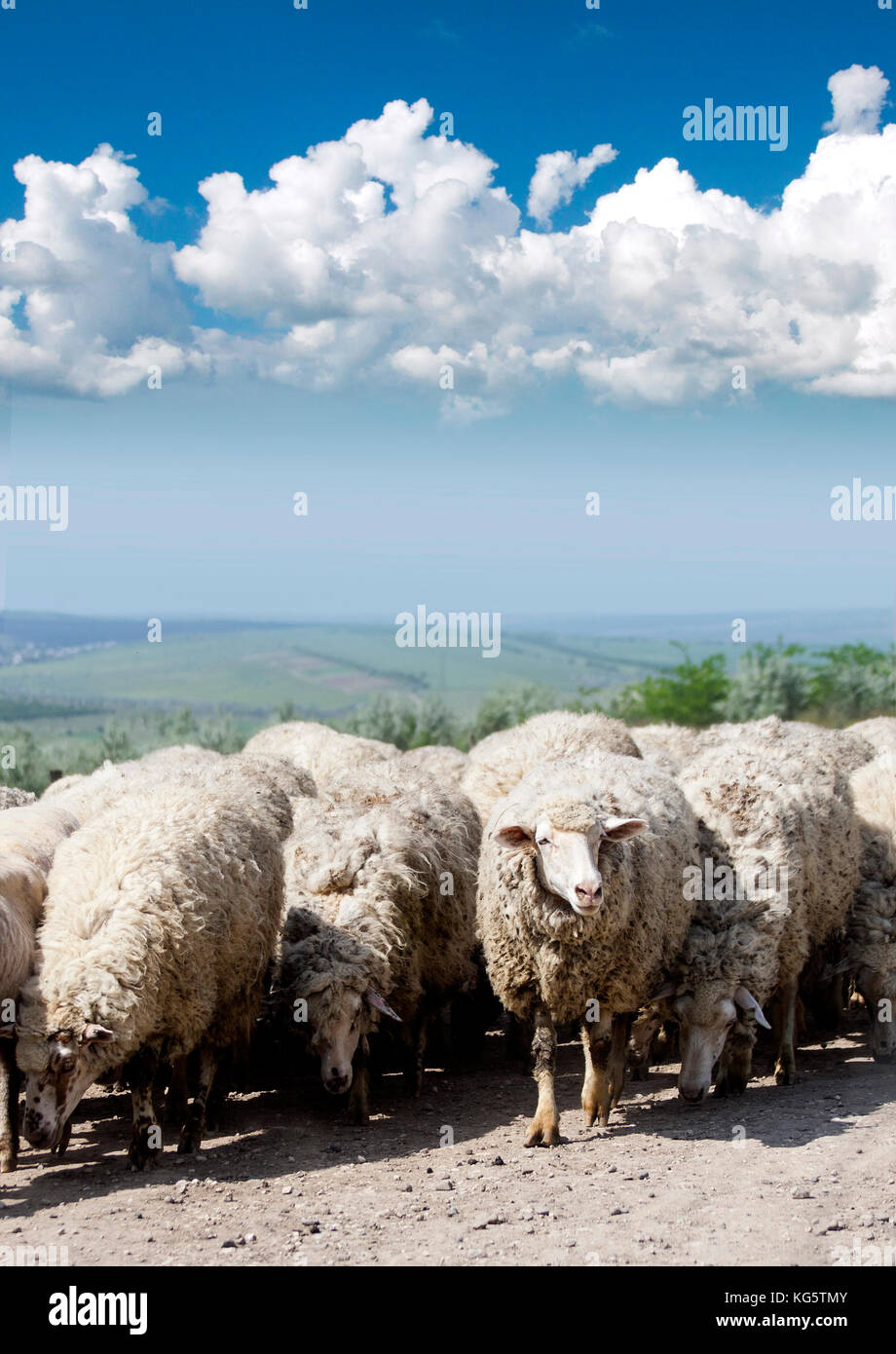 Flock of sheep on the road under blue sky Stock Photo - Alamy