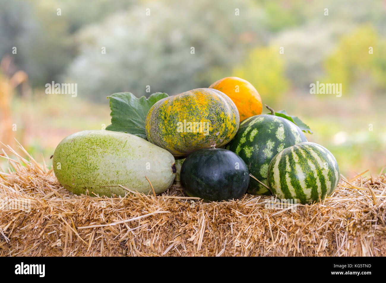 Desert melons hires stock photography and images Alamy