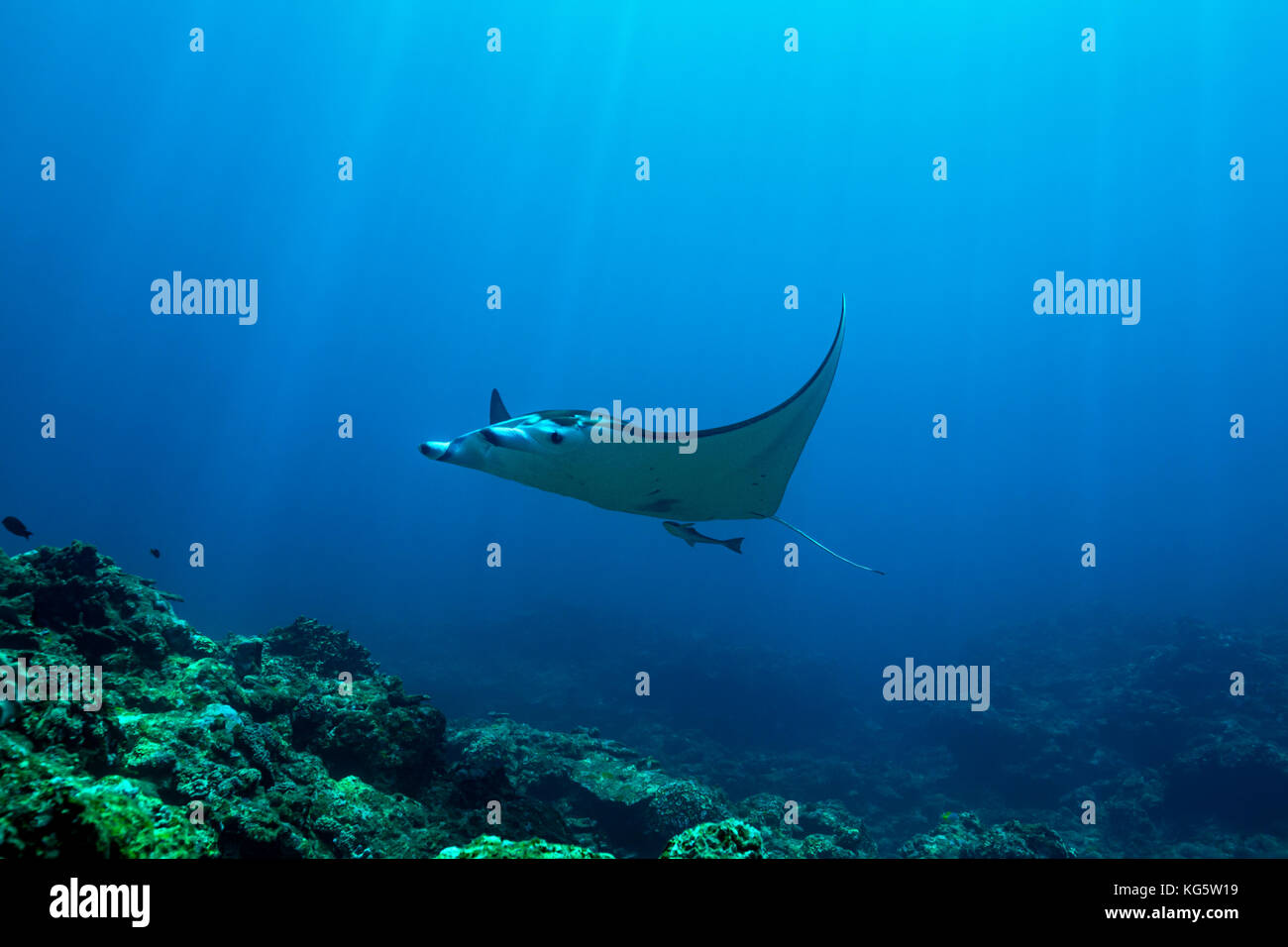 A manta ray swims over the reef in the clear warm waters of Ishigaki, Okinawa, Japan Stock Photo