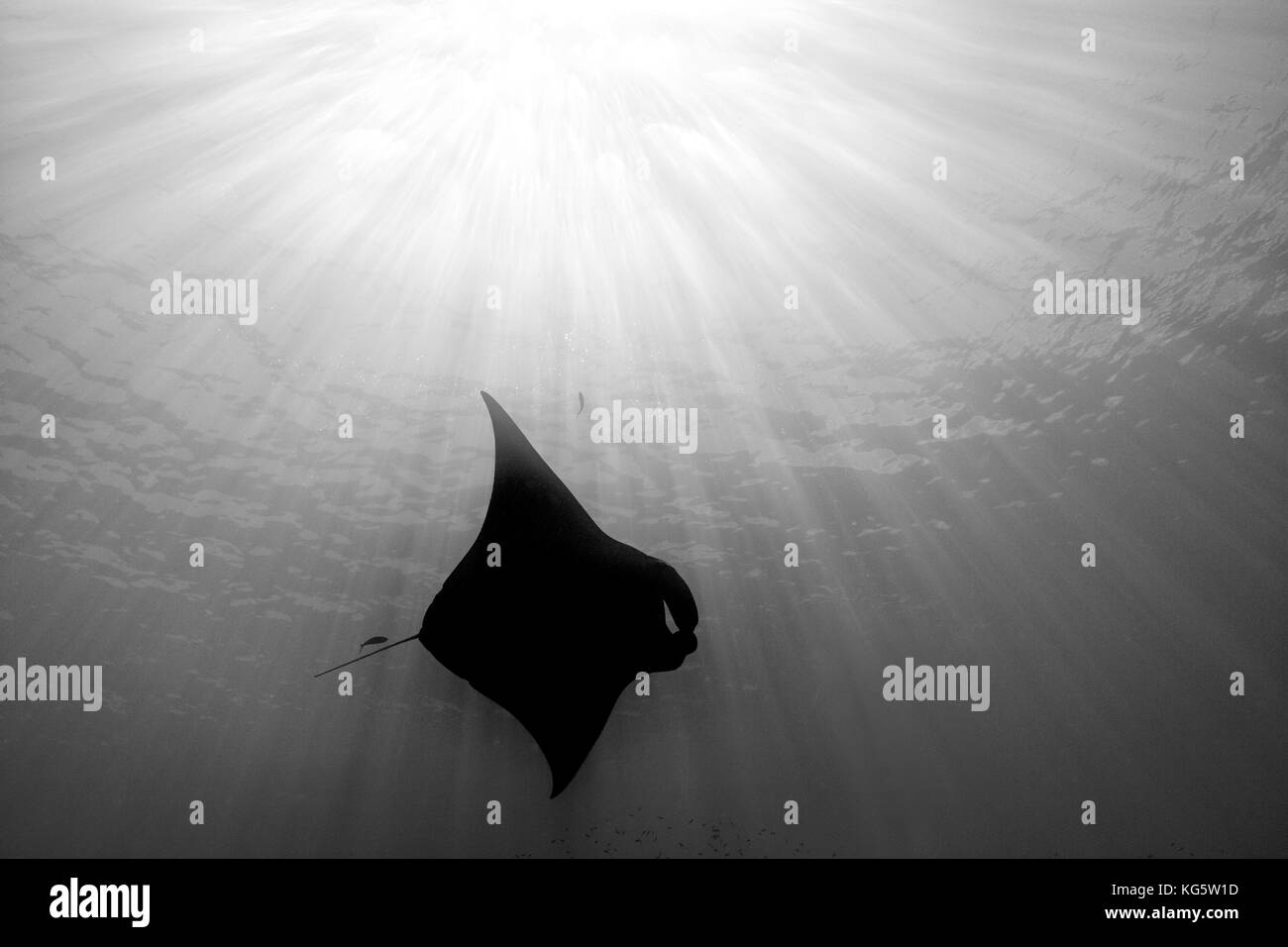 A manta ray swims in the clear warm waters of Ishigaki, Okinawa, Japan with sun rays and sun burst Stock Photo